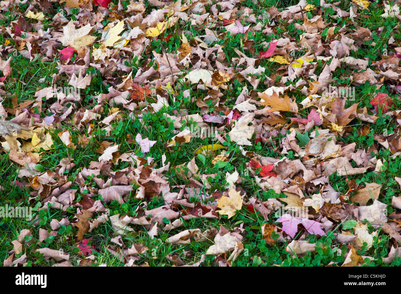 Farbige Blätter auf Rasen fallen Stockfoto