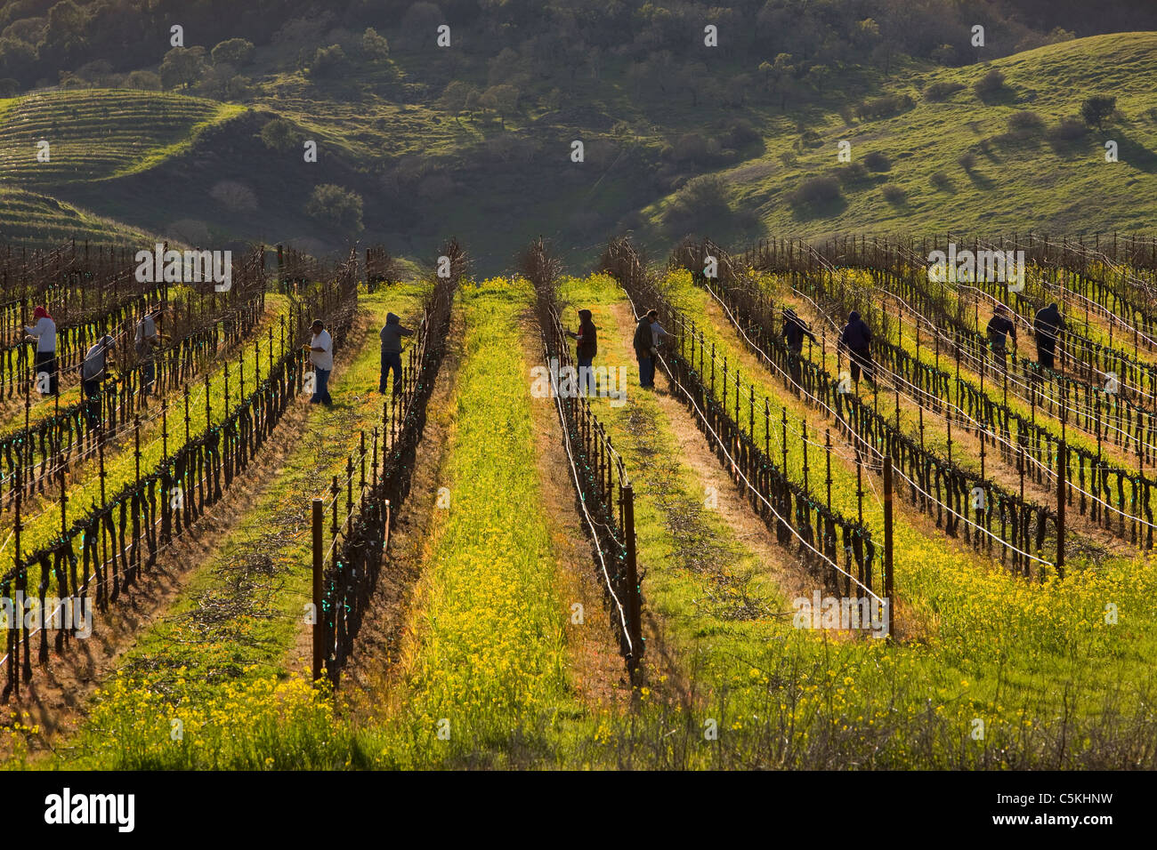Weinberge, Wein Land, Sonoma, Kalifornien, mit Senf Blumen Stockfoto