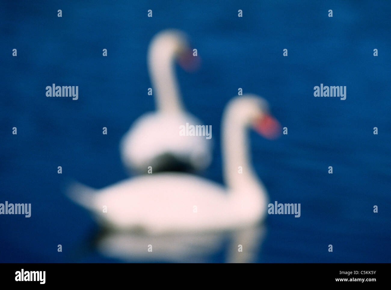 Gepaarte Höckerschwäne, CT Stockfoto
