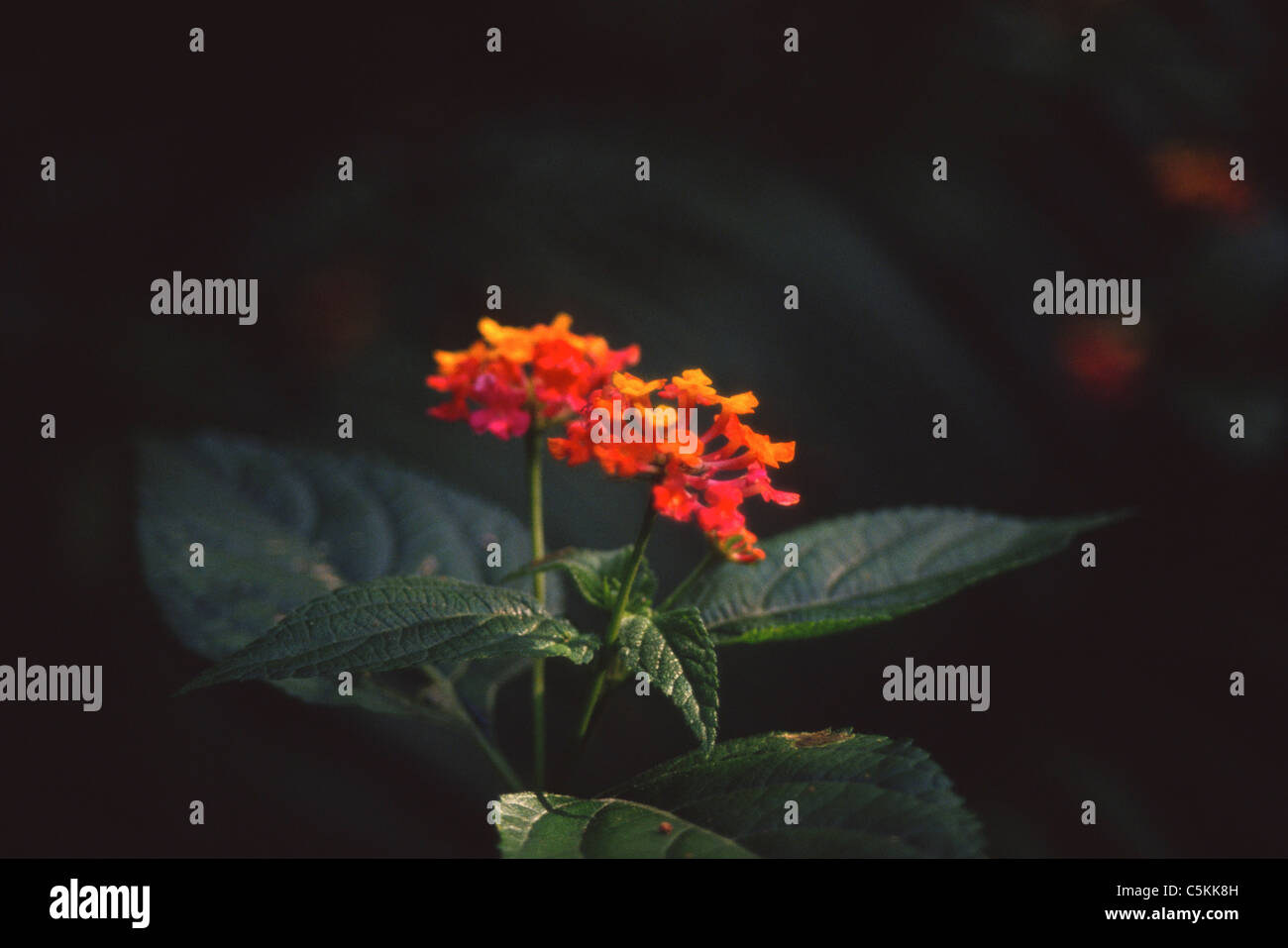 rot, wachsartige Blüten, QLD, AUST Stockfoto