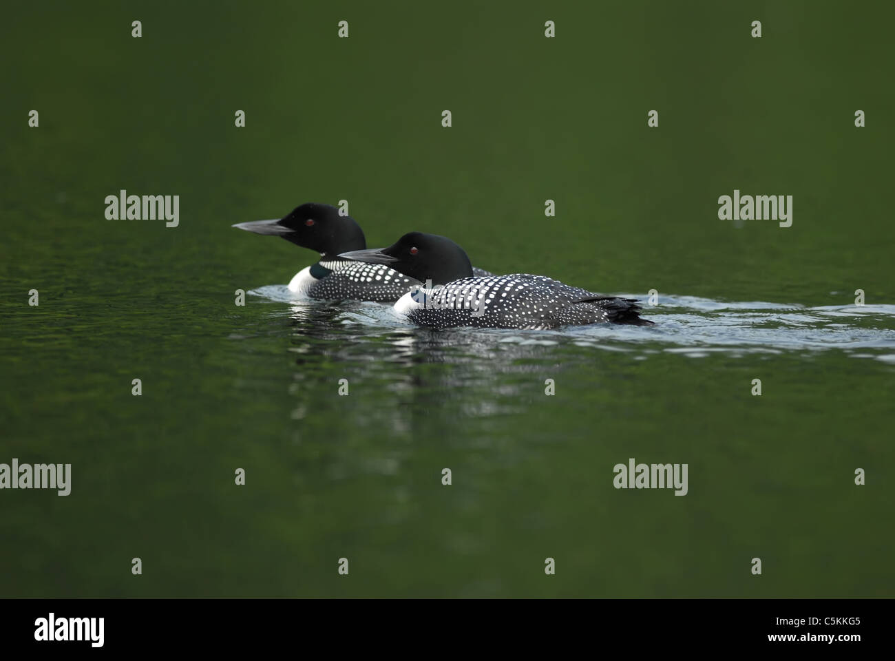 Ein paar der Seetaucher schwimmen entlang auf dem Waterbury-Stausee befindet sich in Waterbury, Vermont. Stockfoto