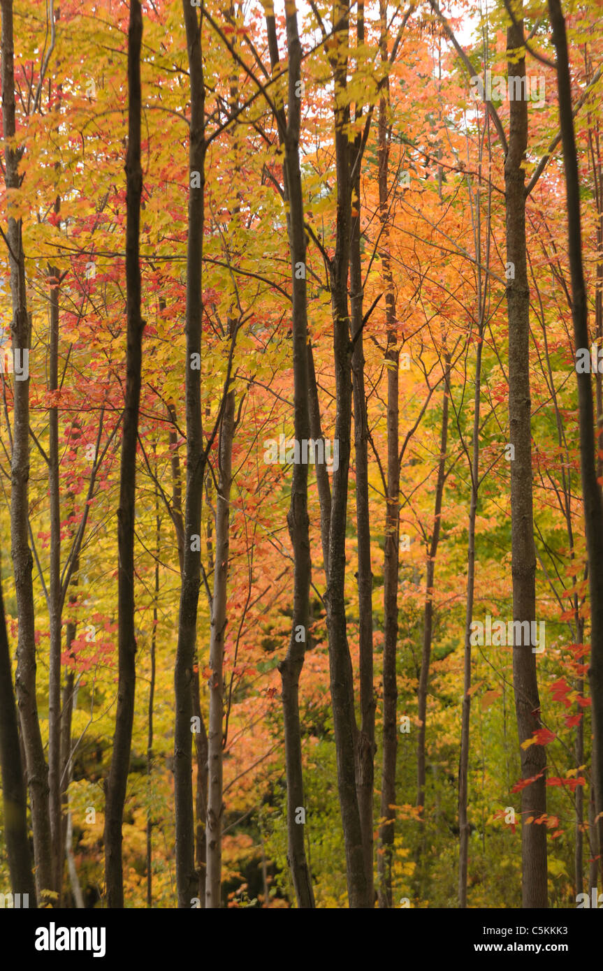 Die Sonne hebt die Herbstfarben während des Höhepunktes der Herbstfarben in Vermont. Stockfoto