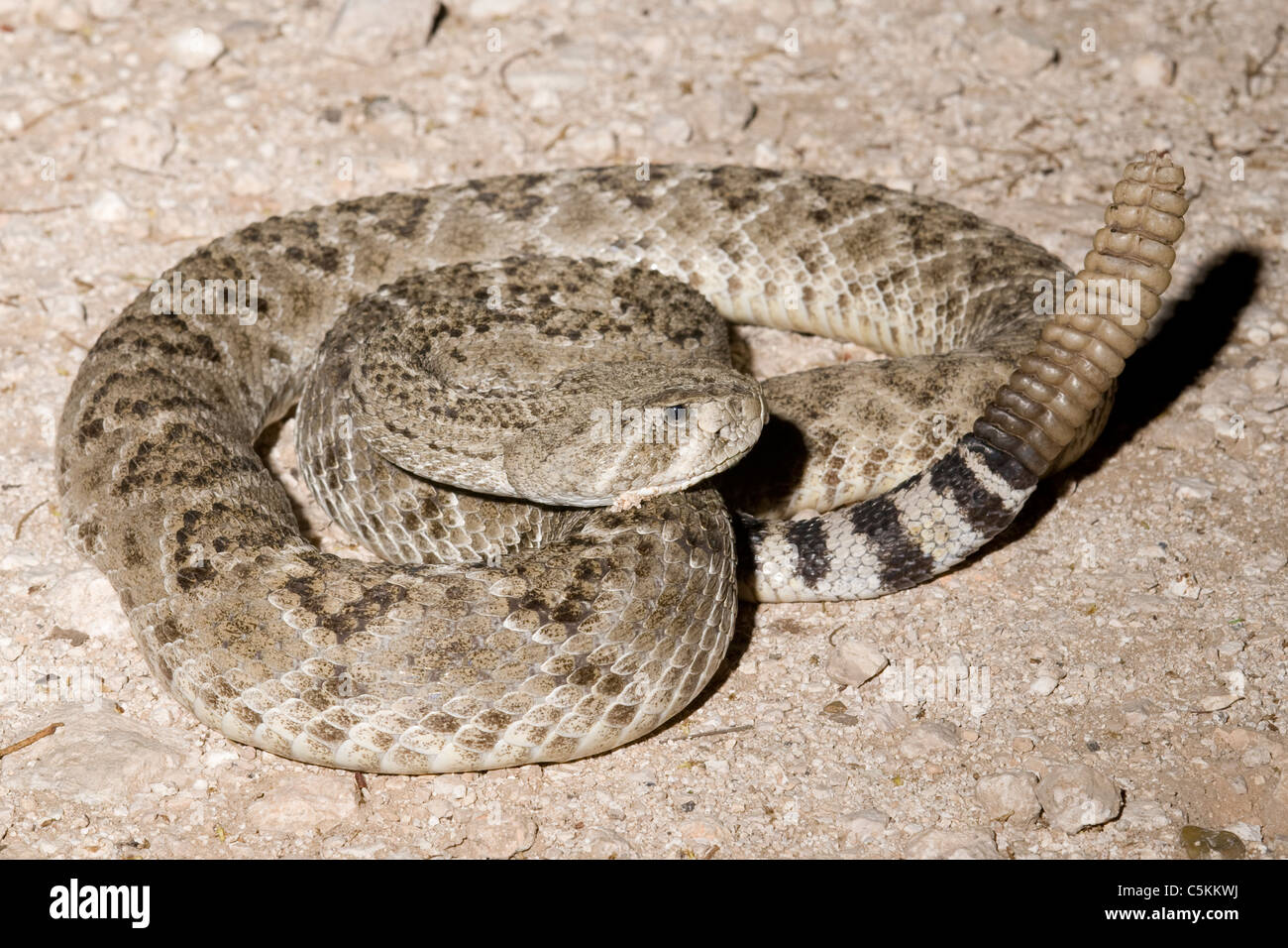 Westlichen Diamondback Klapperschlange mit Rassel in Position Crotalus Atrox Texas USA Stockfoto