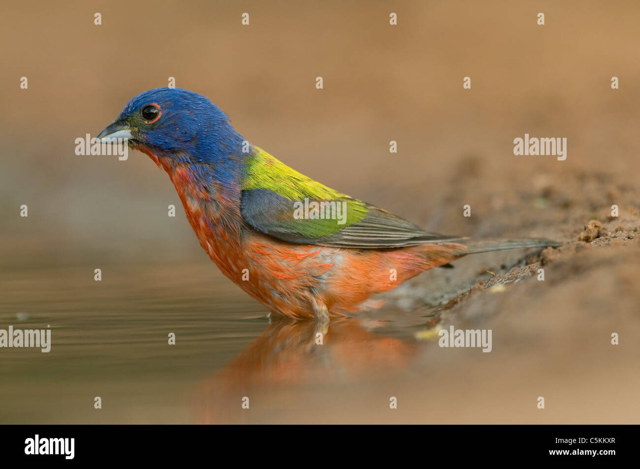 Painted Bunting Passerina Ciris am Wasserloch Texas USA Stockfoto