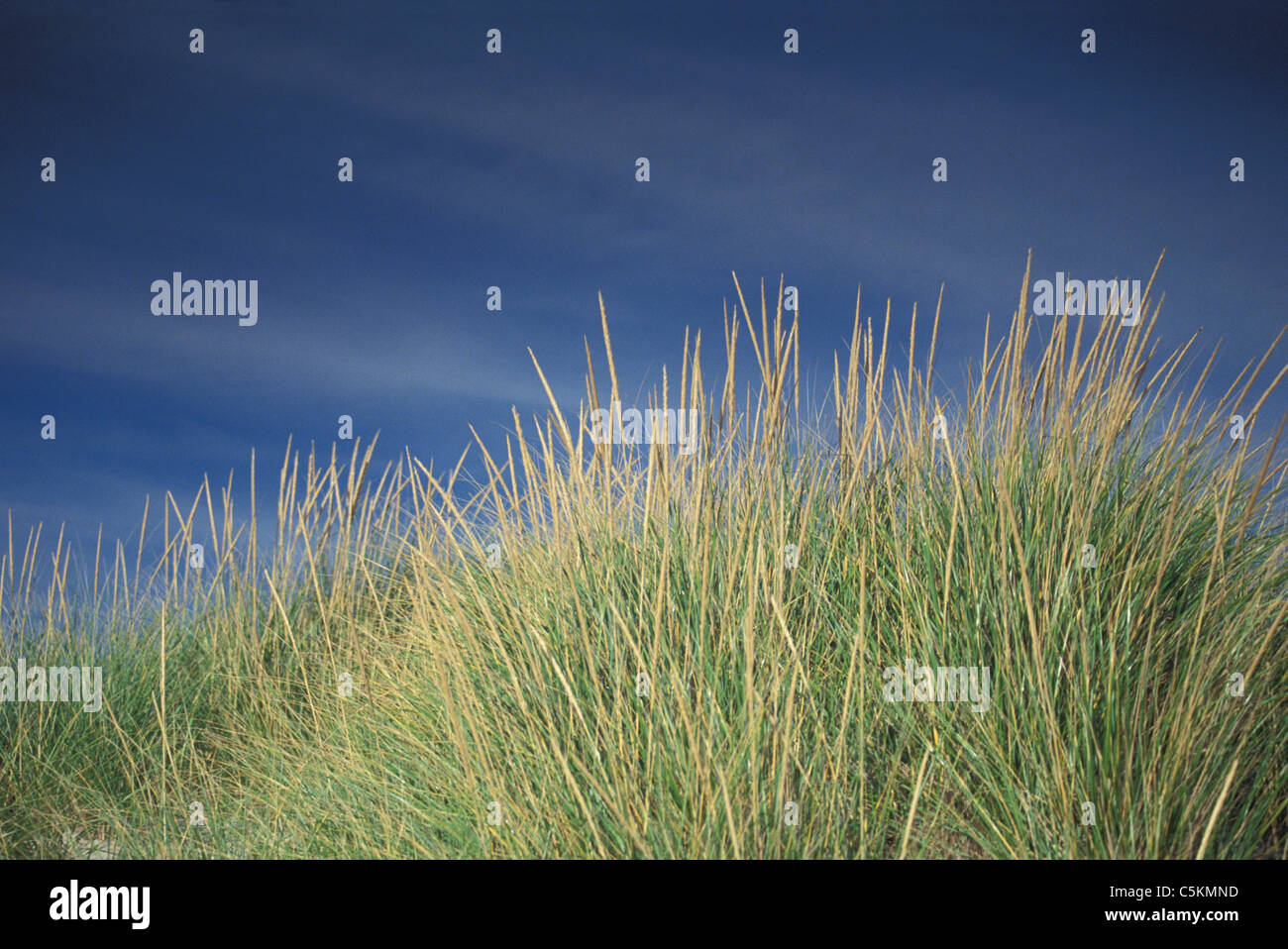 Spartina gegen dunklen Himmel, Marthaâ€™ s Weinberg, MA Stockfoto