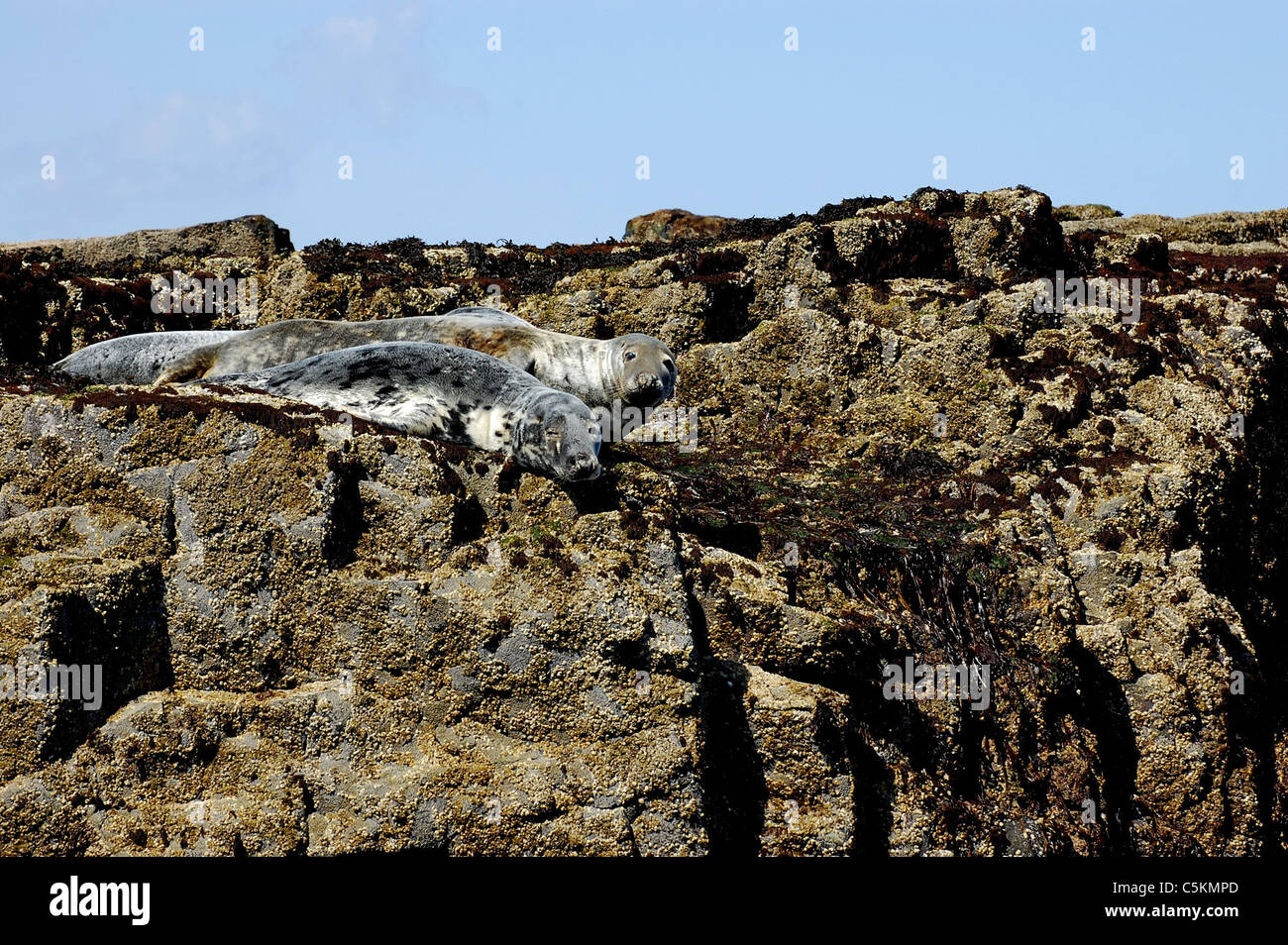 Atlantische Kegelrobben Aalen aus Northumberland auf Farne Islands Stockfoto