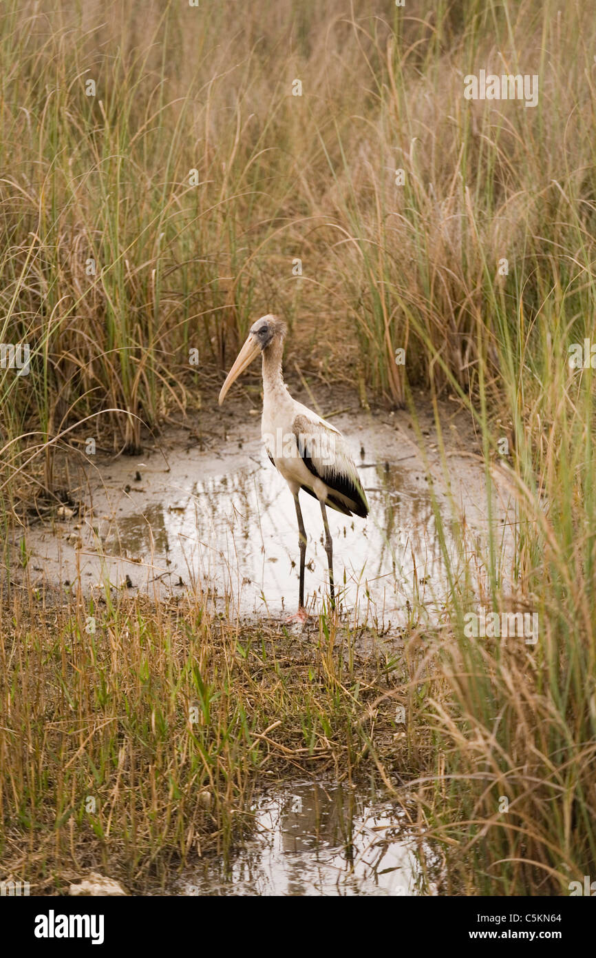 Holz-Storch, Shark Valley, Everglades Nationalpark, FL Stockfoto