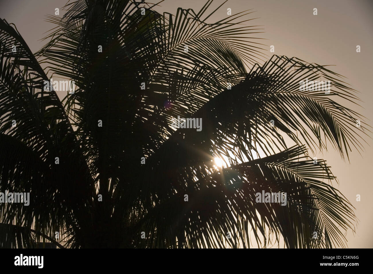 Palmwedel im Morgenlicht, Sanibel Island, FL Stockfoto