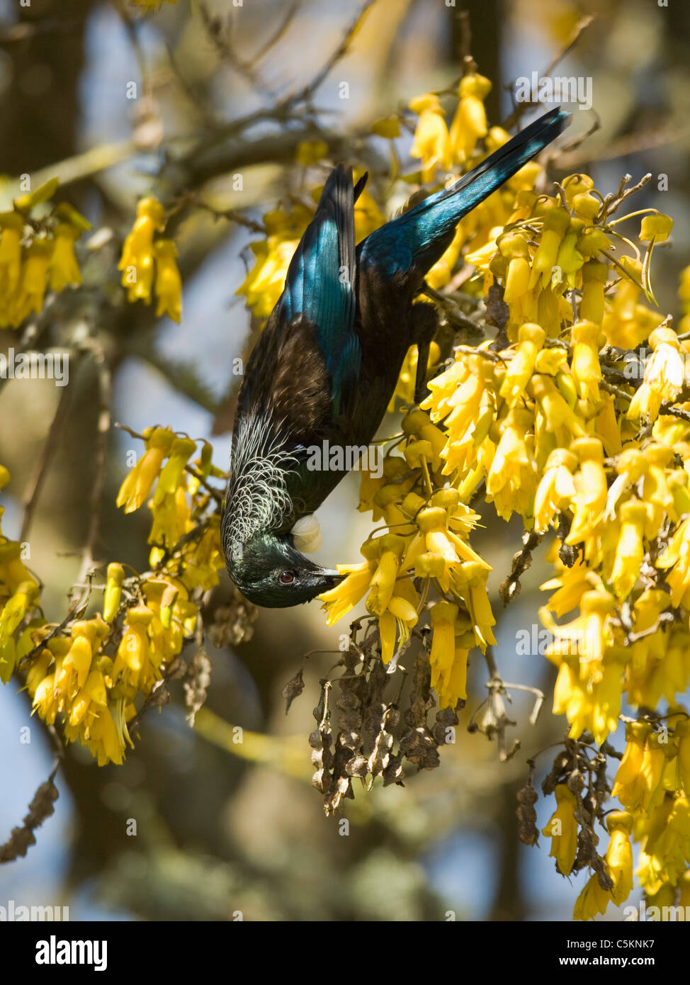 Tui-Männchen ernähren sich von Nektar in einem Kowhai-Baum Stockfoto