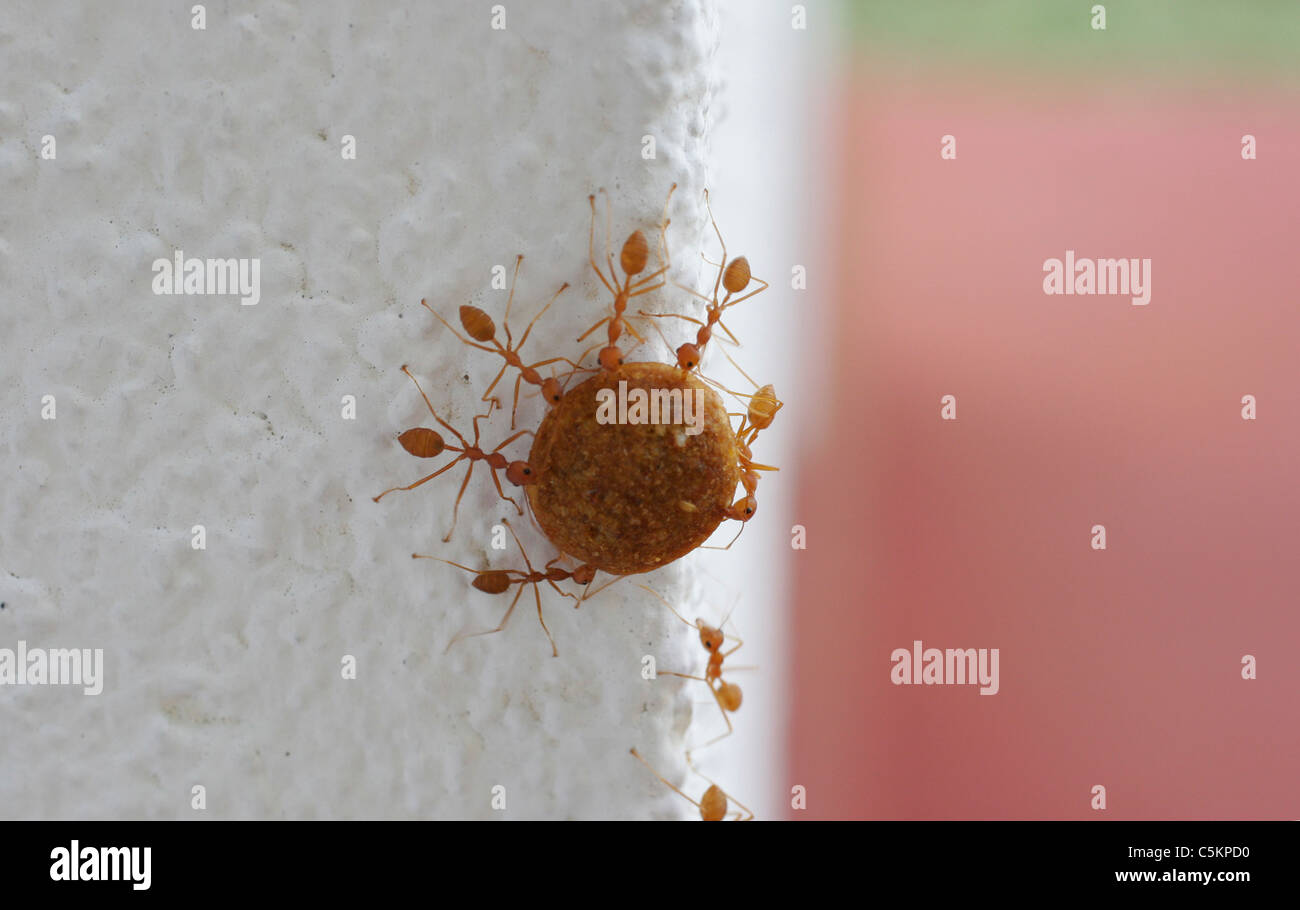 Rote Ameisen kooperieren, um ein Stück getrocknetes Katzenfutter auf eine senkrechte Wand, Sri Lanka tragen Stockfoto