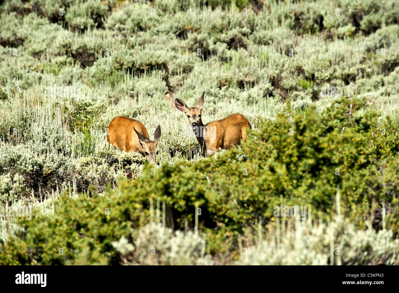 Zwei junge weibliche Hirsche in der California High Sierra Stockfoto