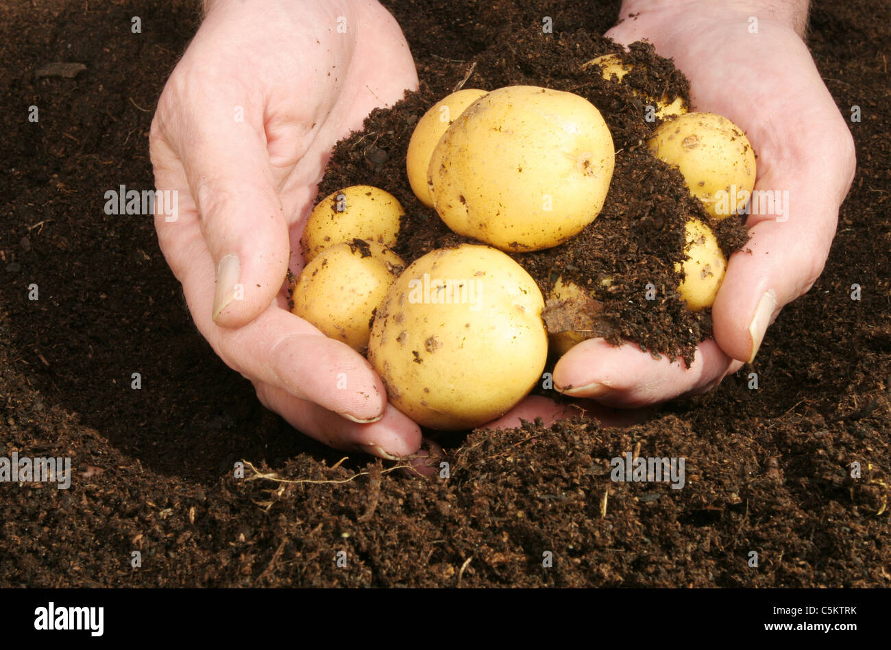 Zwei Hände halten frisch gegraben, neue Kartoffeln und Boden Stockfoto