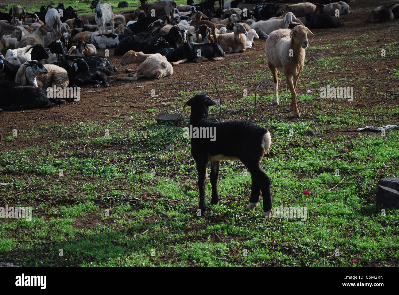Gruppe von Schafen und Ziegen Stockfoto