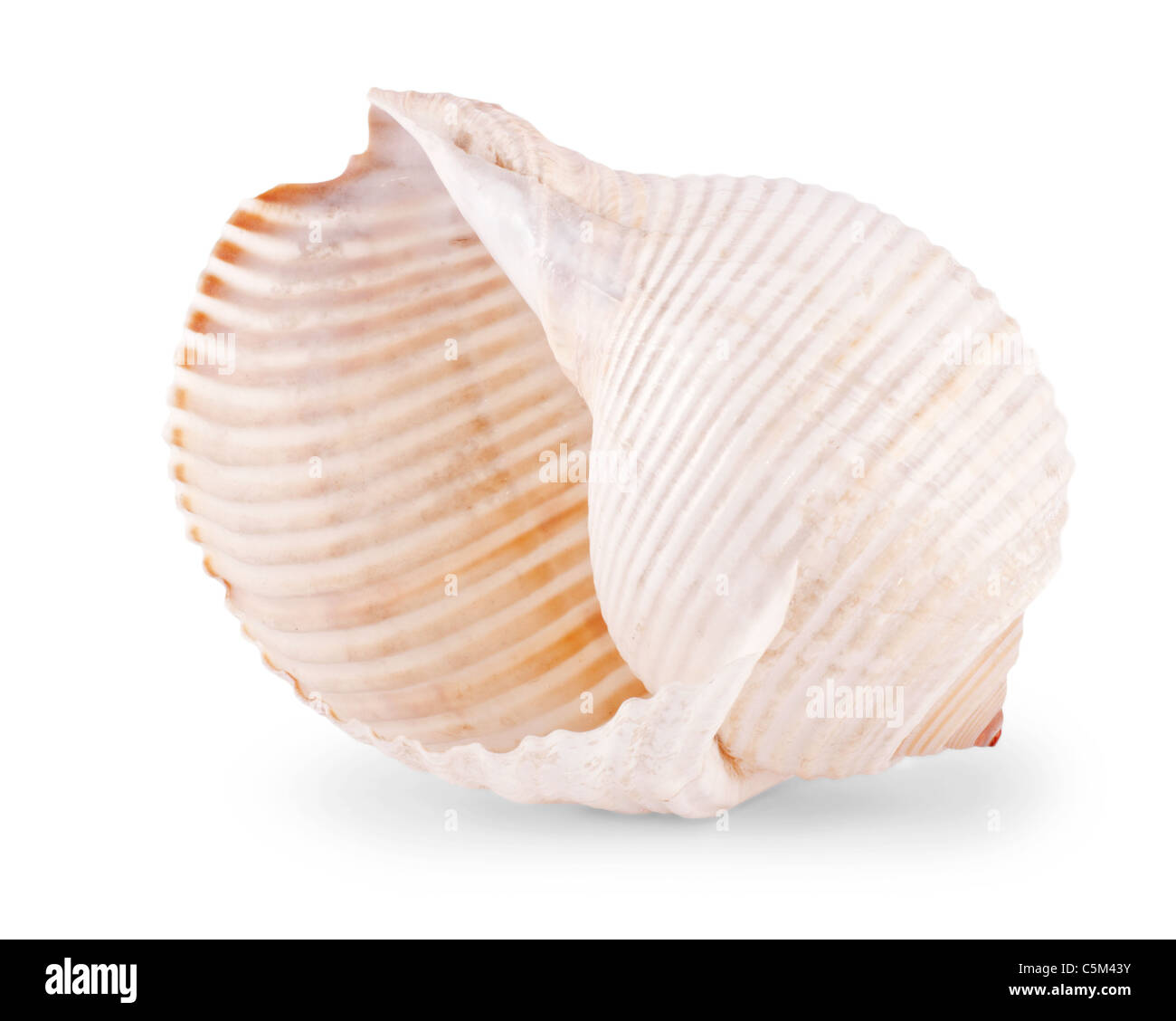 Muschel, die isoliert auf weißem Hintergrund Stockfoto