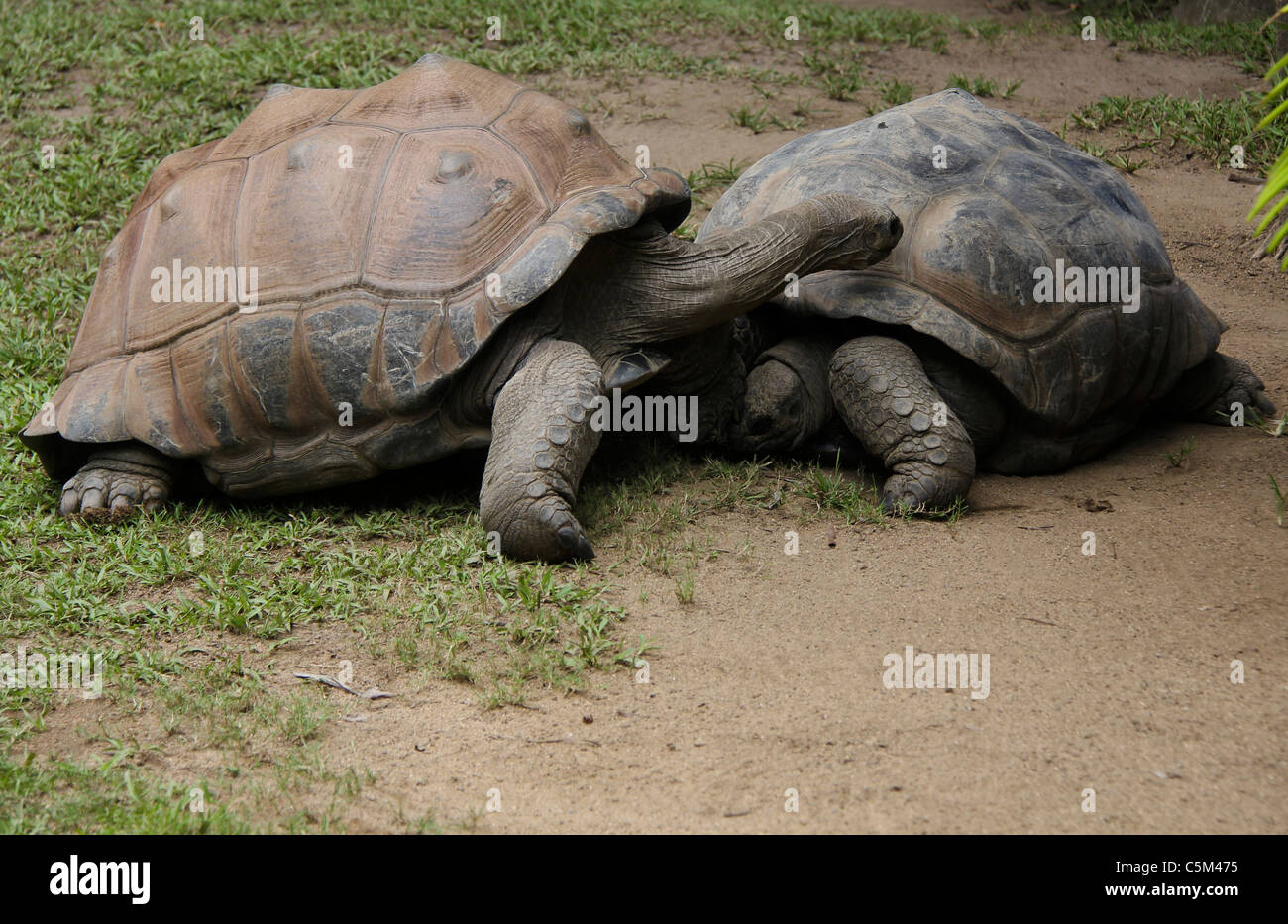 Riesenschildkröten Stockfoto