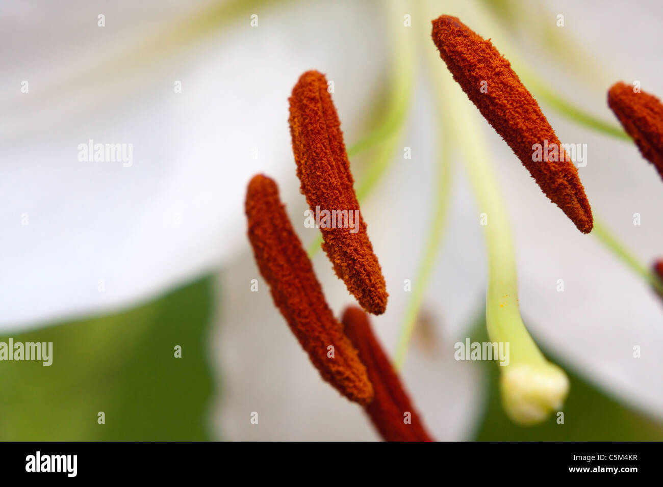 Extreme Nahaufnahme einer weißen Lilie Blume. Geringe Schärfentiefe. Stockfoto
