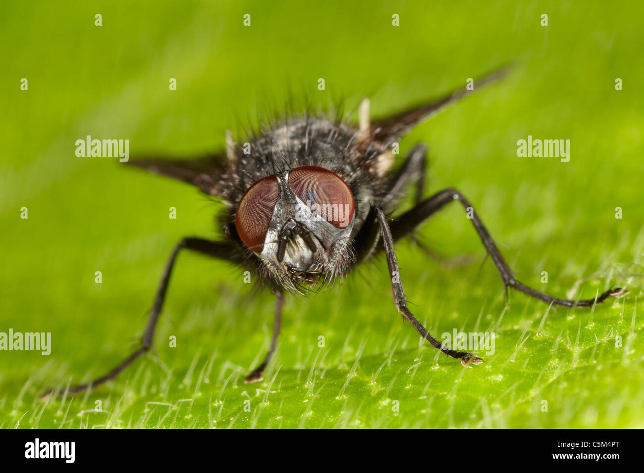 Zusammenarbeit, Hexamerinaufnahme Vomitoria, Schlag fliegen, UK Stockfoto