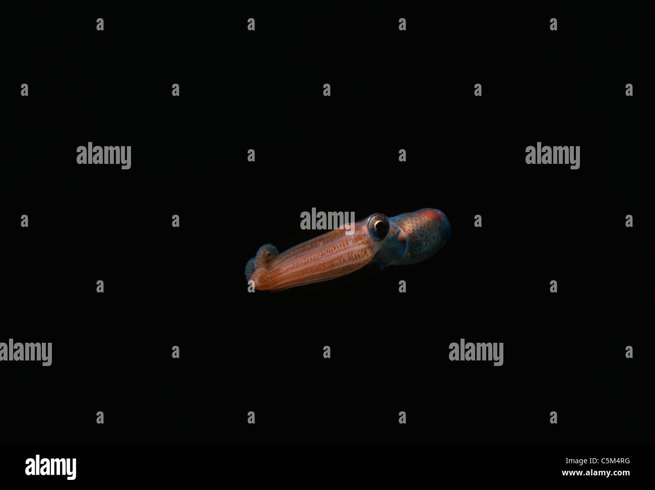 Kurz-Fin Tintenfisch (Illex Coindetti) schwimmen in der Nacht. Ägypten, Rotes Meer Stockfoto