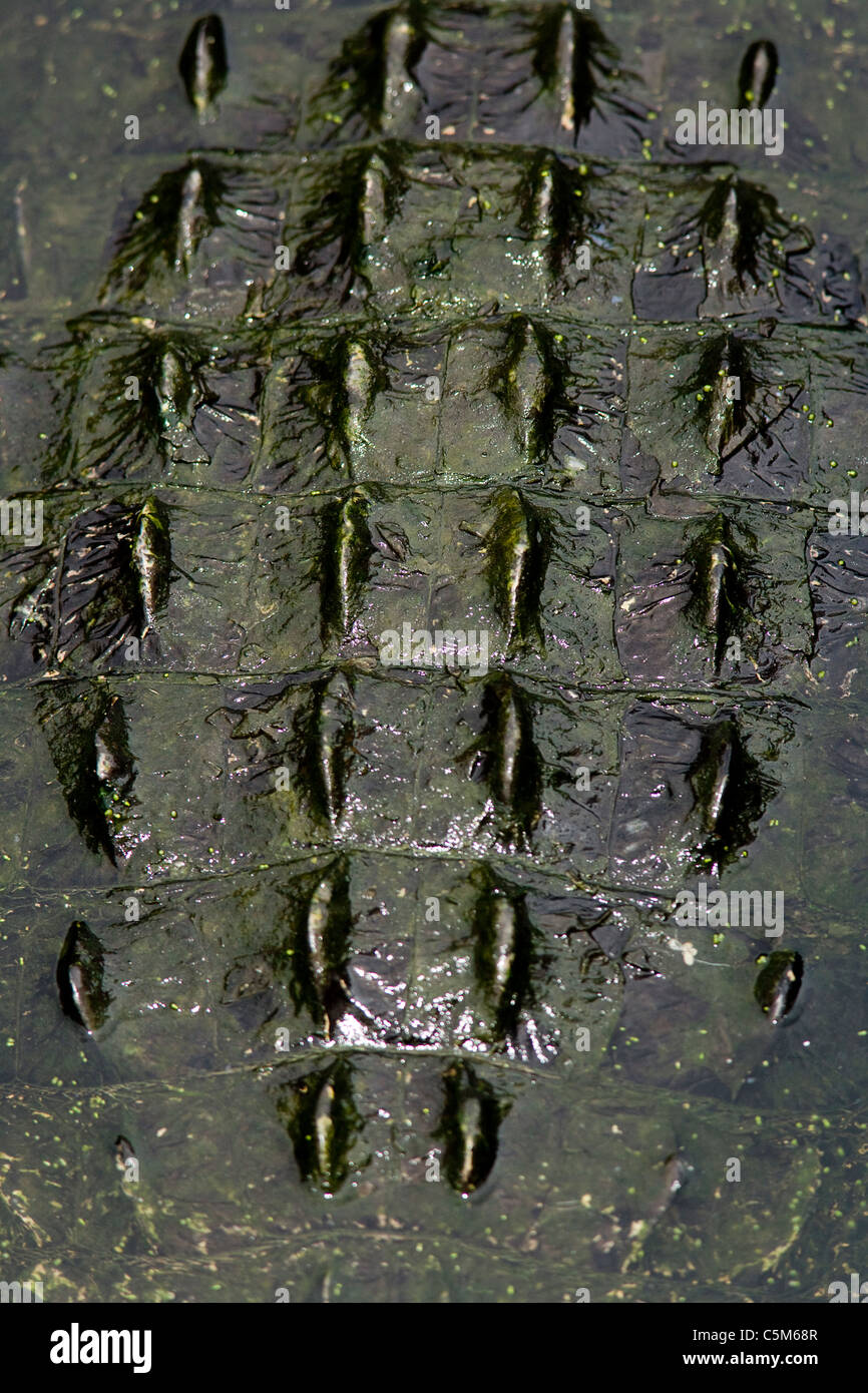 Muster auf der Rückseite des amerikanischen Alligator - Green Cay Feuchtgebiete - Delray Beach, Florida, USA Stockfoto