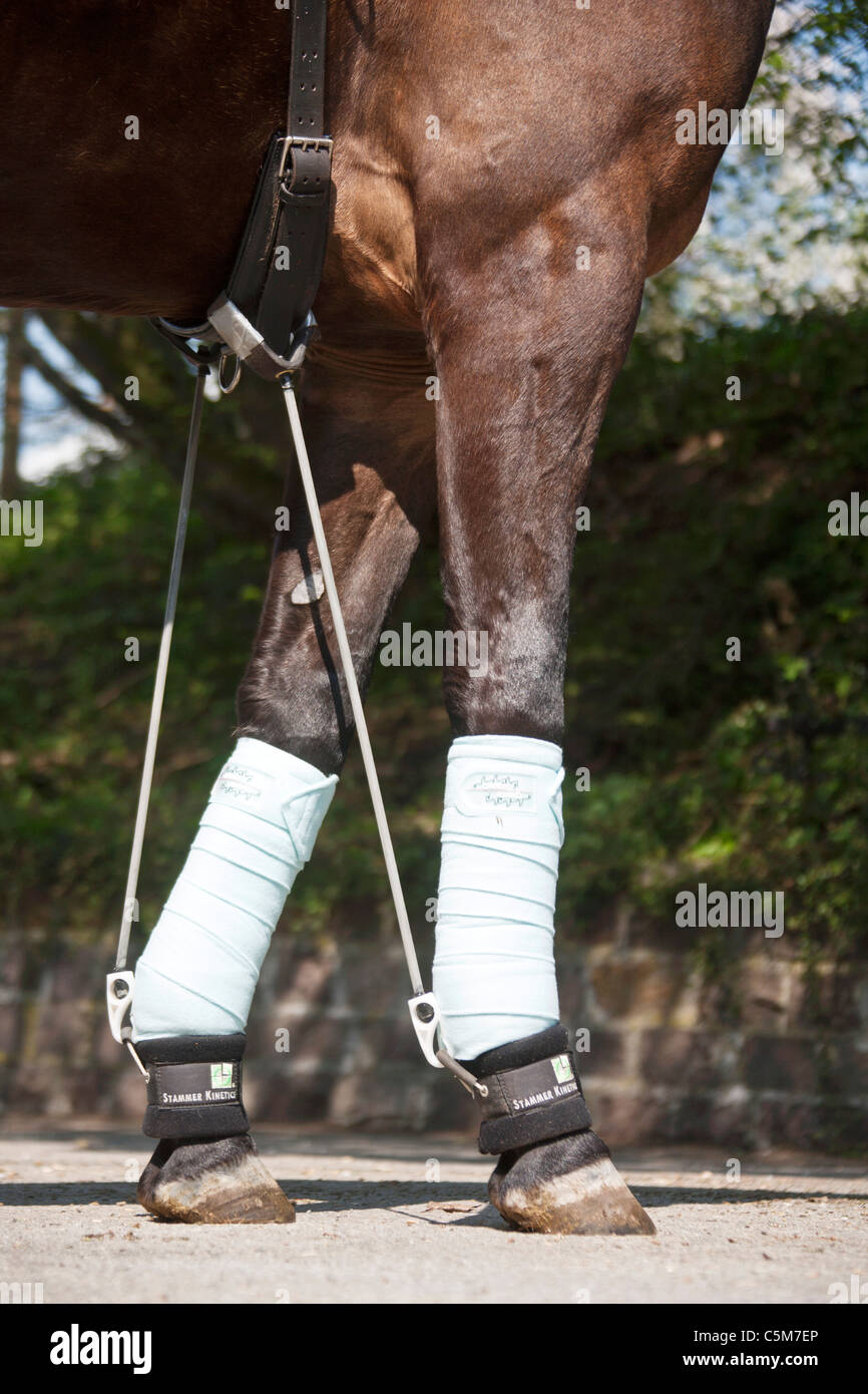 verletzten Hannoveraner Pferd mit bandage Stockfoto