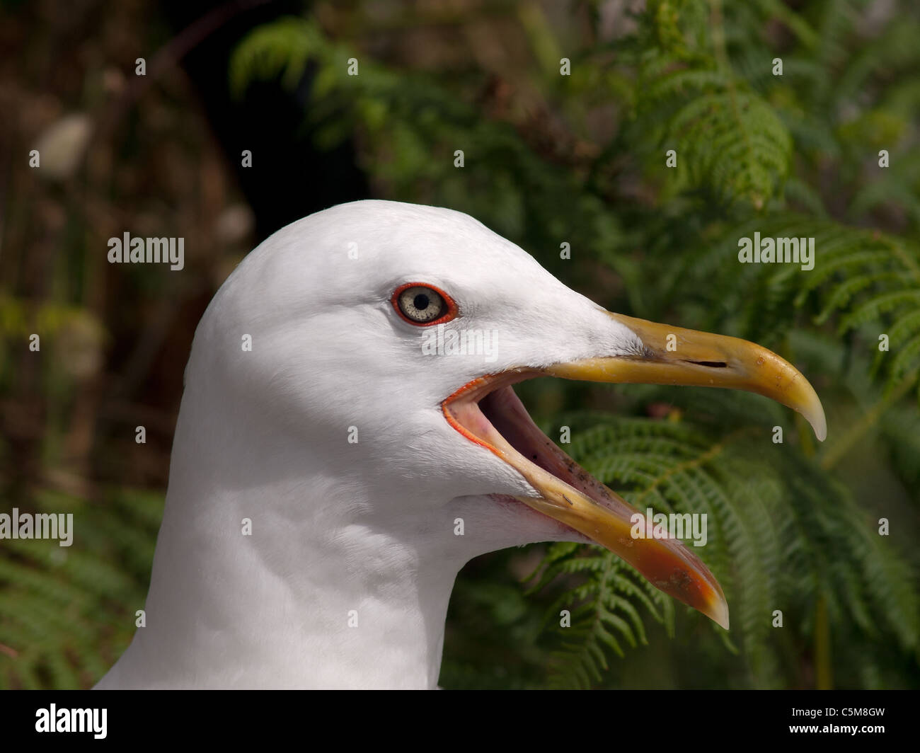 Horizontal nahe Porträt Erwachsene gelb legged Möve, Larus Cachinnans Michahellis. Stockfoto