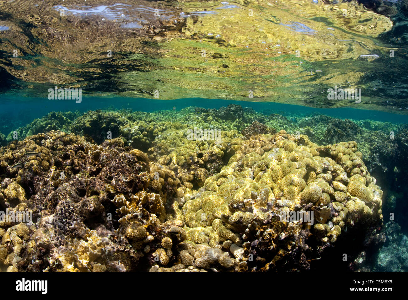 Ein Korallenriff flach an der Oberfläche des Ozeans im Schwaneninseln, einer entlegenen Gruppe von Inseln 90 Meilen vor der Küste von Honduras. Stockfoto