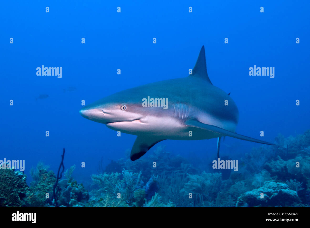 Eine Karibische Riffhaie schwimmt von einem Taucher auf Roatan, vor der Küste von Honduras. Stockfoto