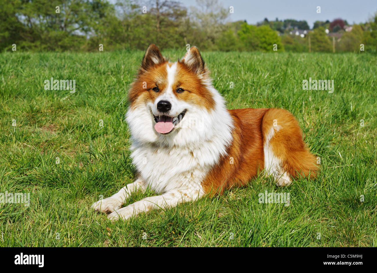 Elo Hund - auf der Wiese liegend Stockfotografie - Alamy