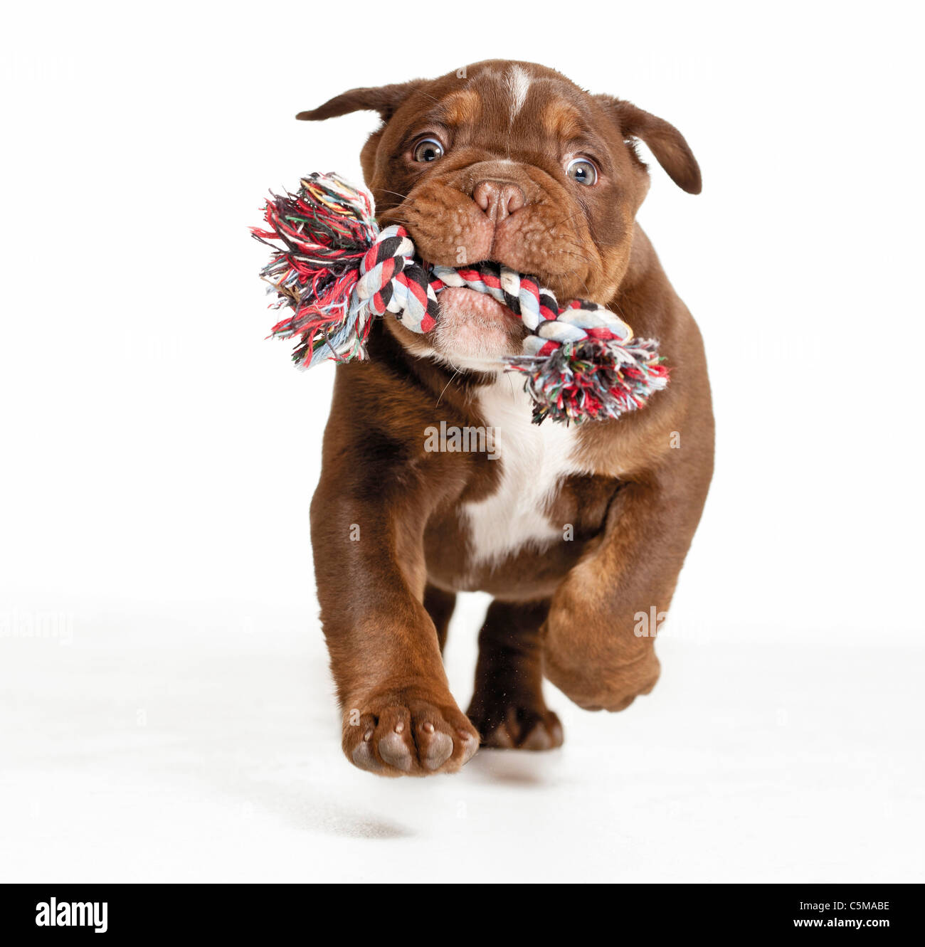 Englische Bulldogge Welpen mit Spielzeug Stockfoto