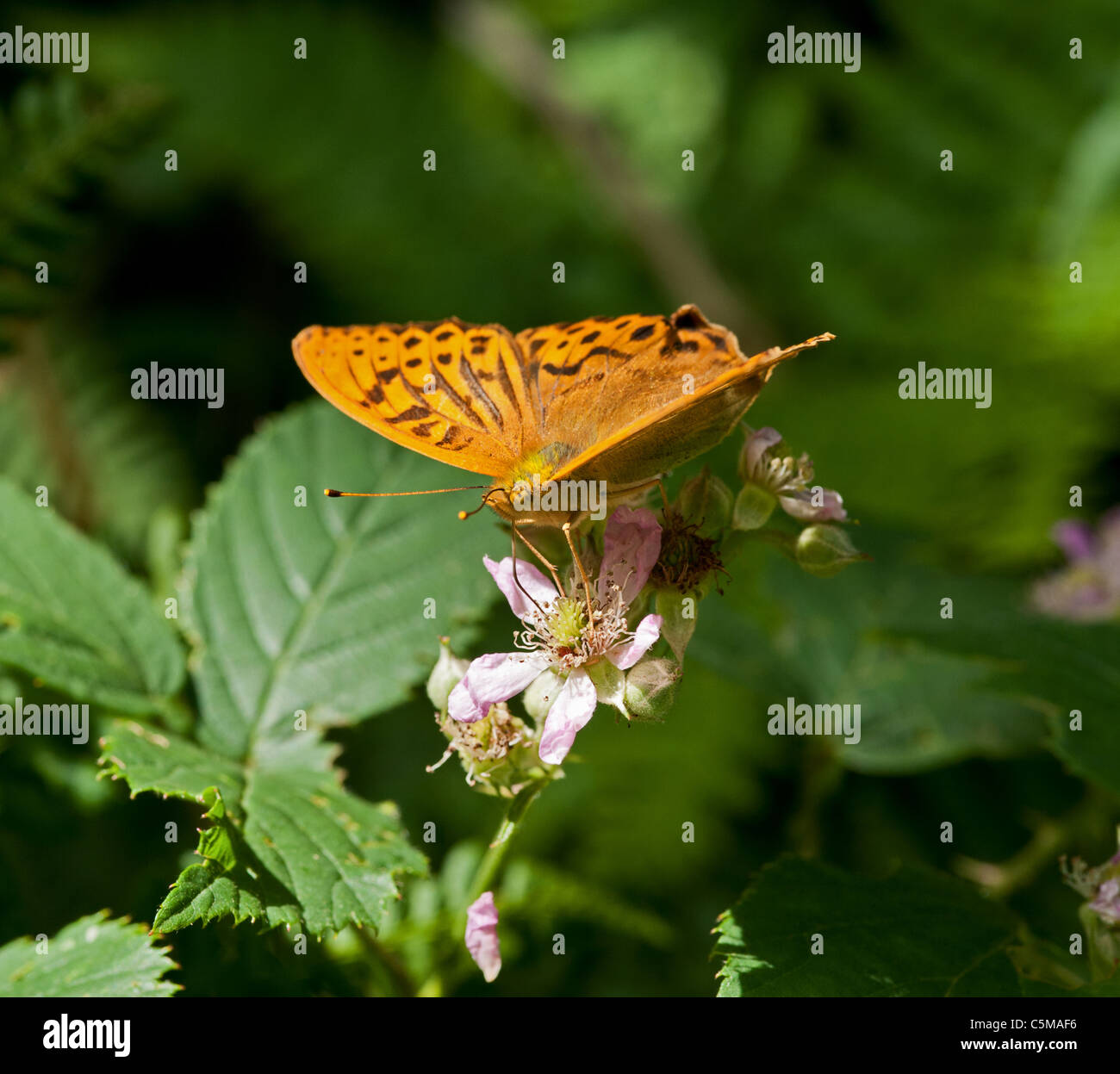 Silbergewaschene Fritillarschmetterlinge, die auf einer Bramble-Blume nectaring Stockfoto