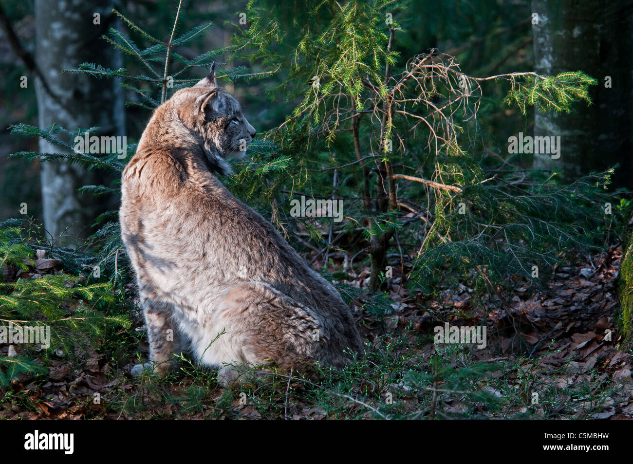 Eurasischer Luchs Lynx Lynx, in einer natürlichen Umgebung Stockfoto