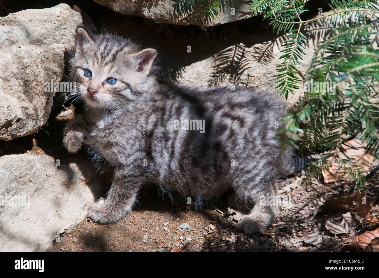 Junge Europäische Wildkatze, Felis Silvestris, Erkundung der Umgebung Stockfoto