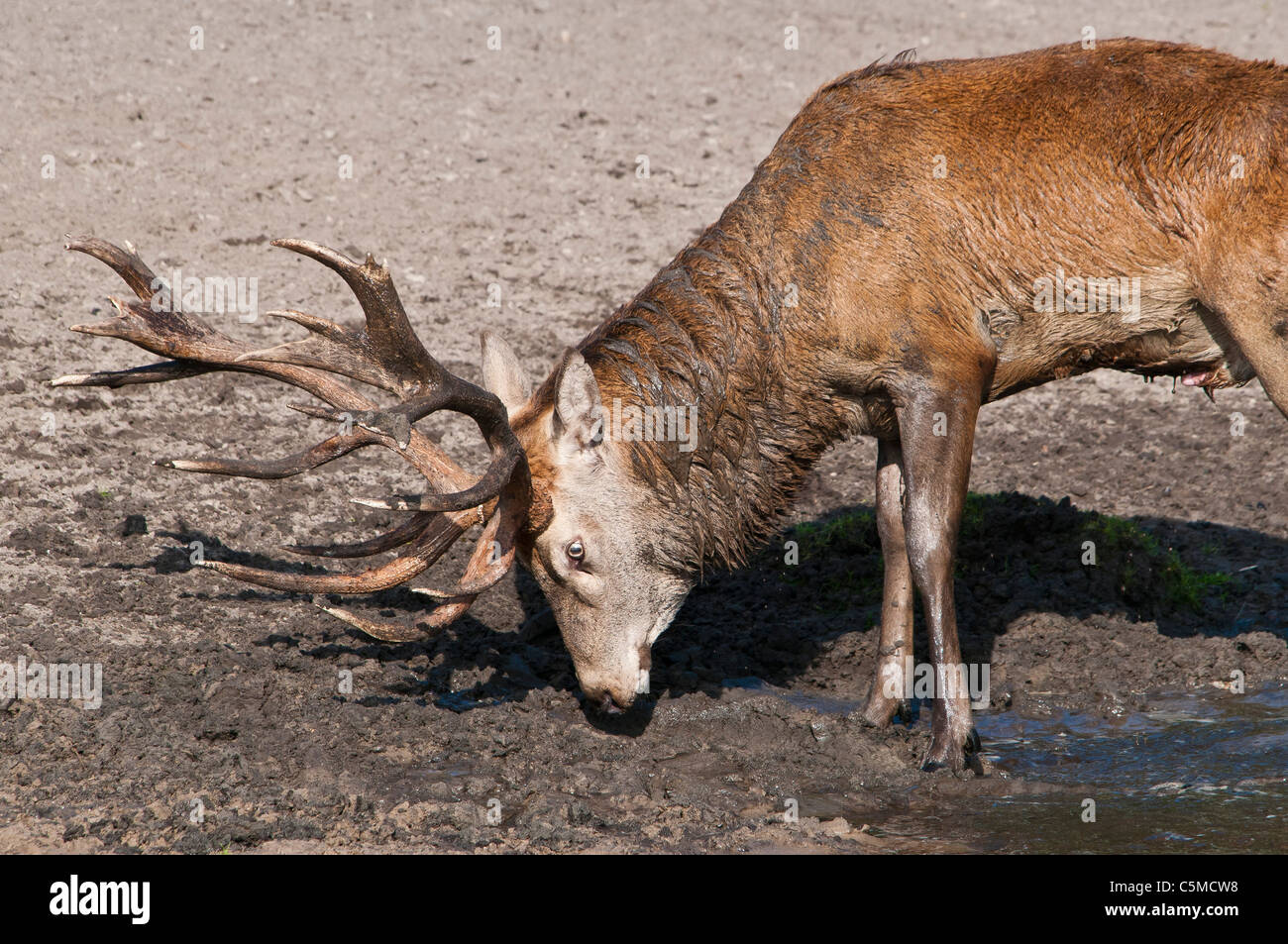 Westliche europäische Rothirsch Cervus Elaphus Elaphus, Hirsch Walzen in den Schlamm, Brandenburg, Deutschland Stockfoto