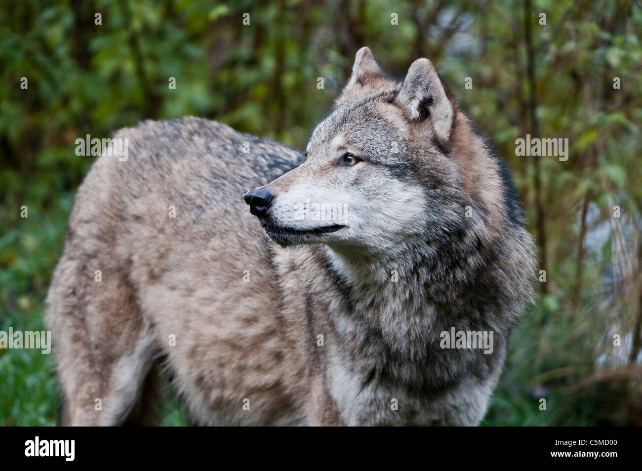 Grauer Wolf, Canis Lupus, portrait Stockfoto