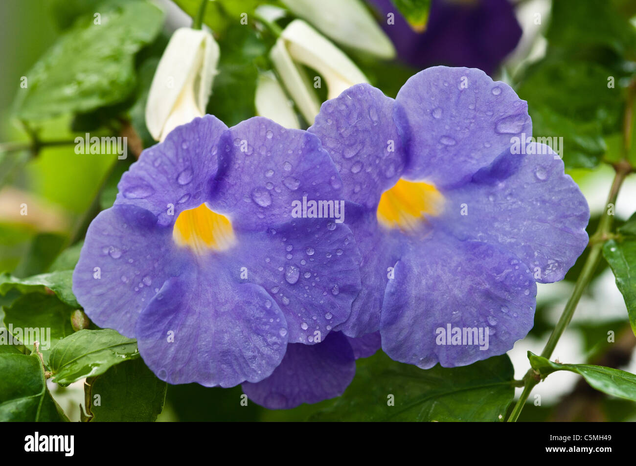 Blüte der Thunbergia Ikbaliana, Zentralafrika Stockfoto