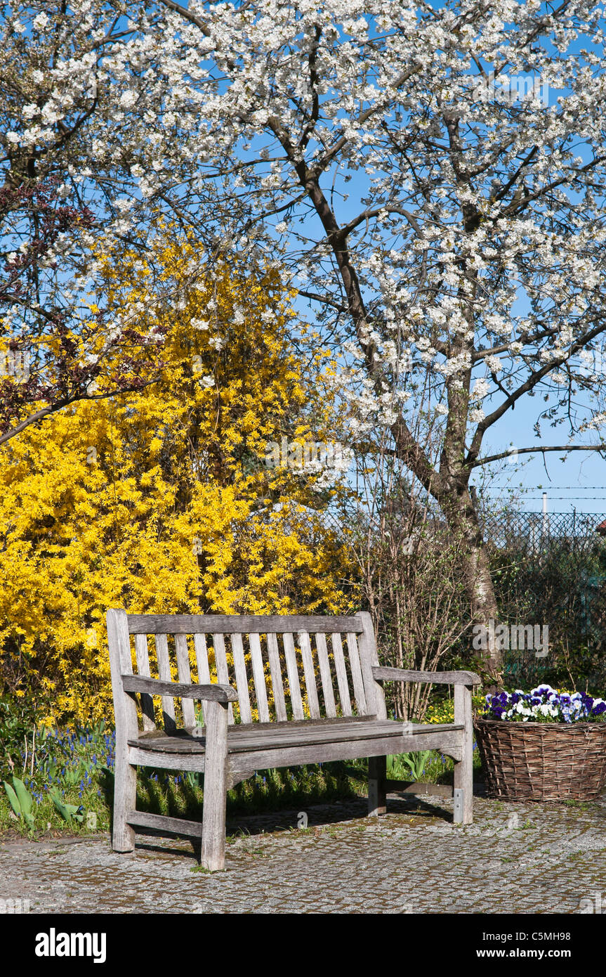 Gartenbank vor einem Forsythien und Sauerkirschen Baum, Prunus Cerasus, im Frühjahr Stockfoto