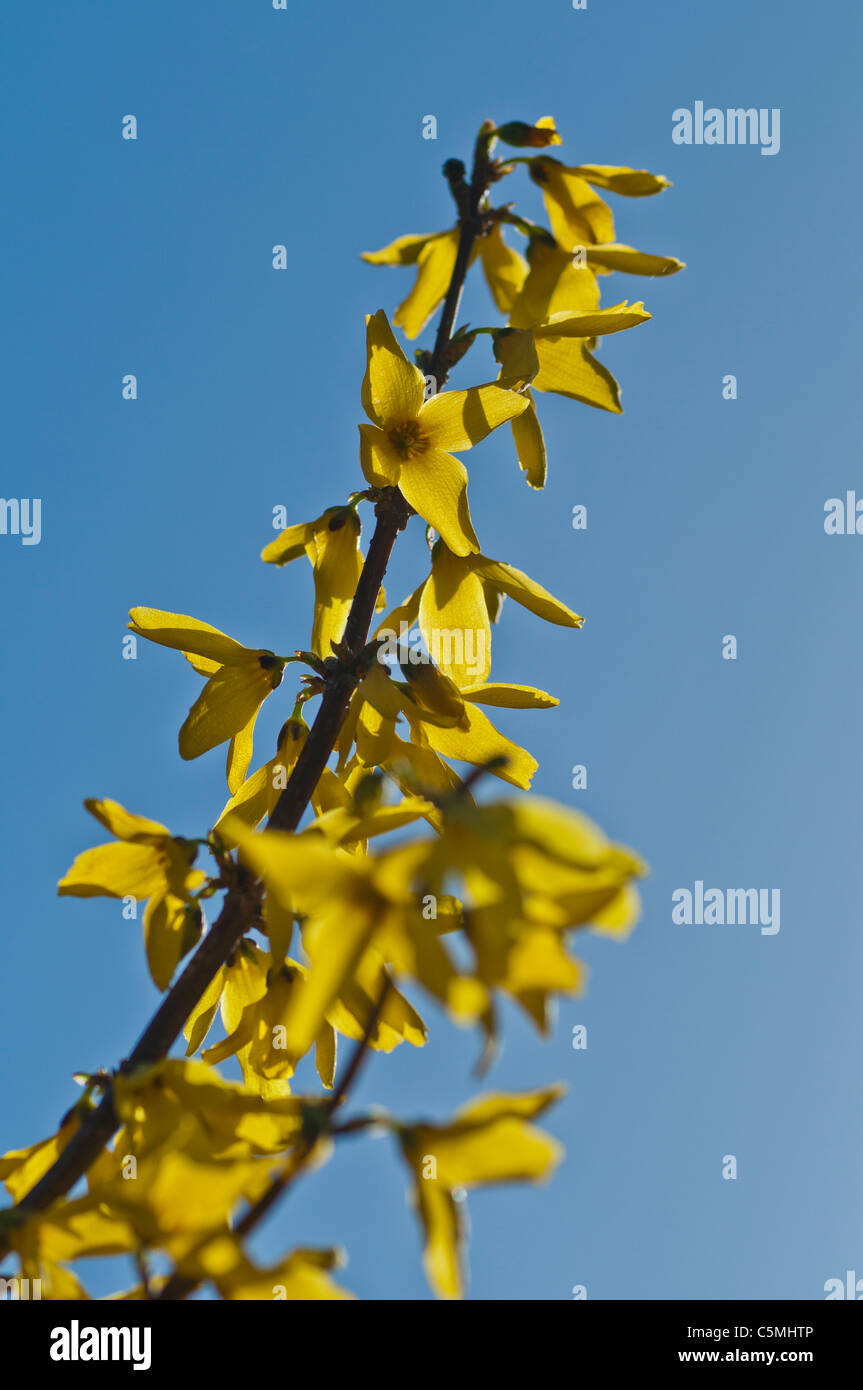 Blühende Forsythien, vor blauem Himmel Stockfoto