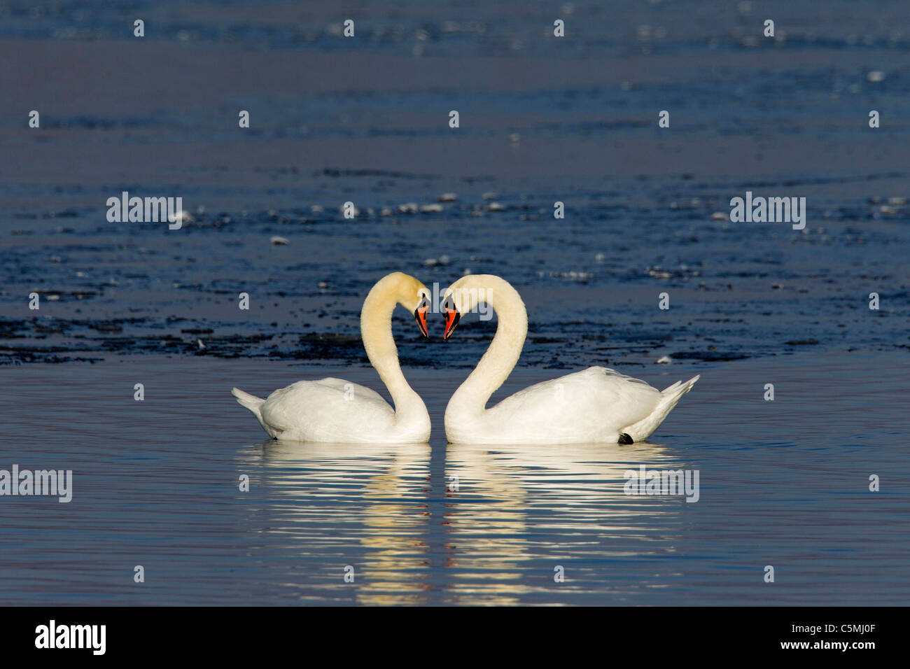 Höckerschwan (Cygnus Olor), ein paar anzeigen. Stockfoto