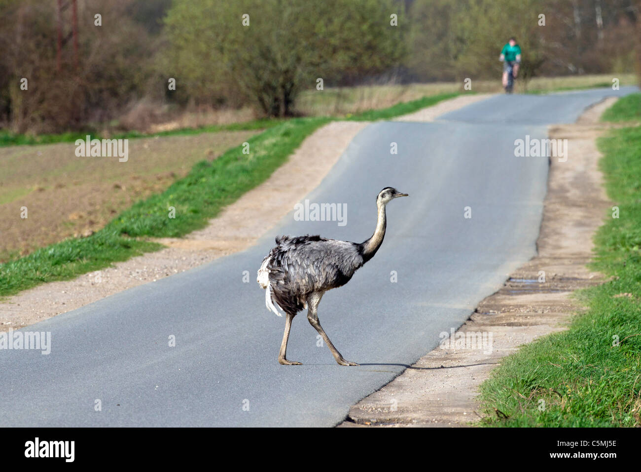 Größere Rhea (Rhea Americana). Freilebenden Männchen beim Überqueren einer Straße. Mecklenburg-Vorpommern, Deutschland. Stockfoto