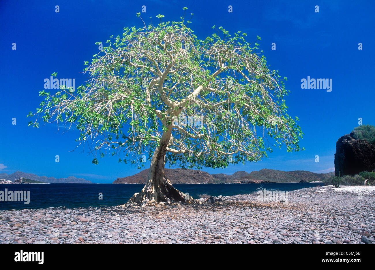 Palmers Feigen Ficus Palmeri Baja California Mexiko Stockfoto