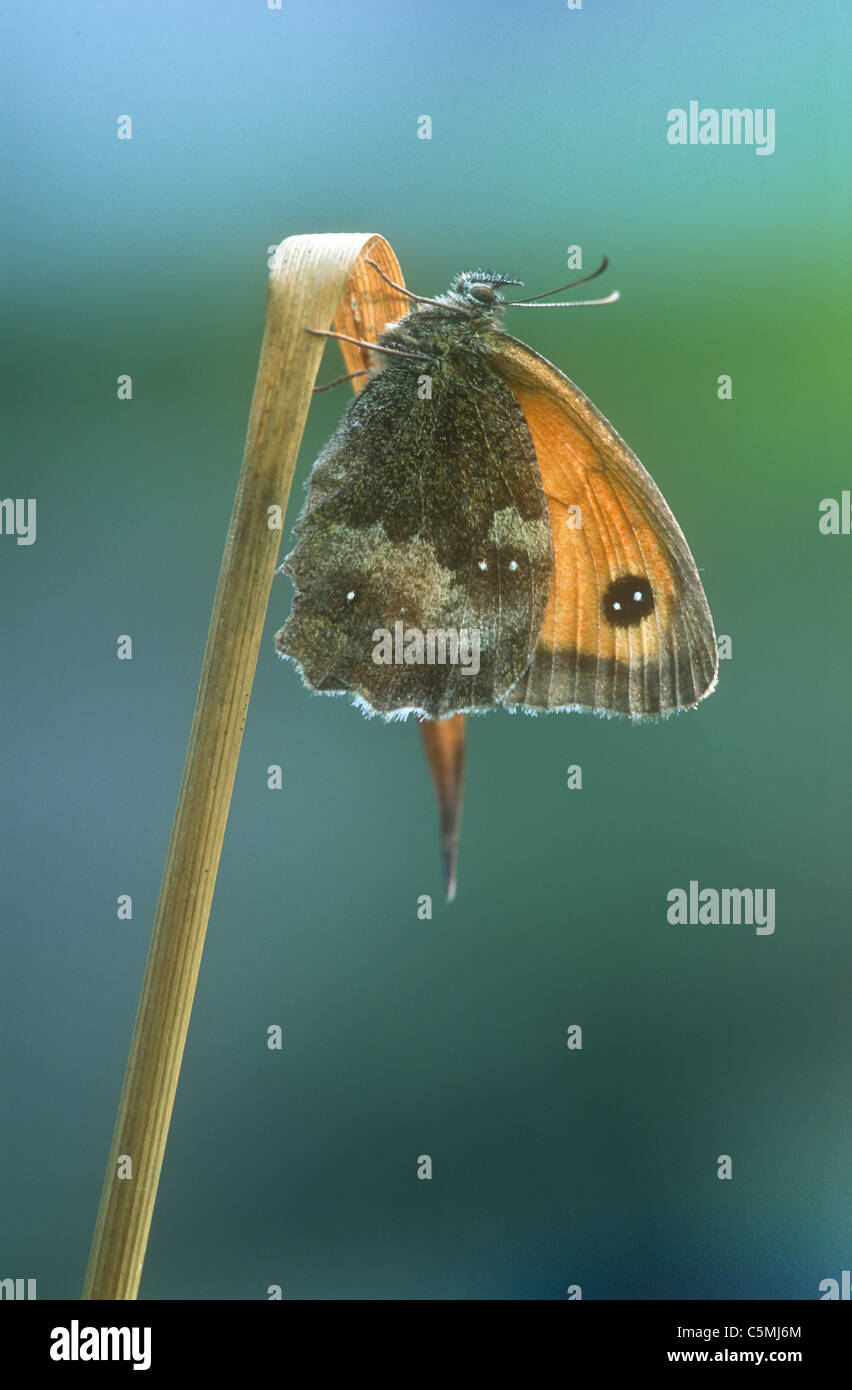 Wiese Brauner Schmetterling Maniola Jurtina Derbyshire Stockfoto