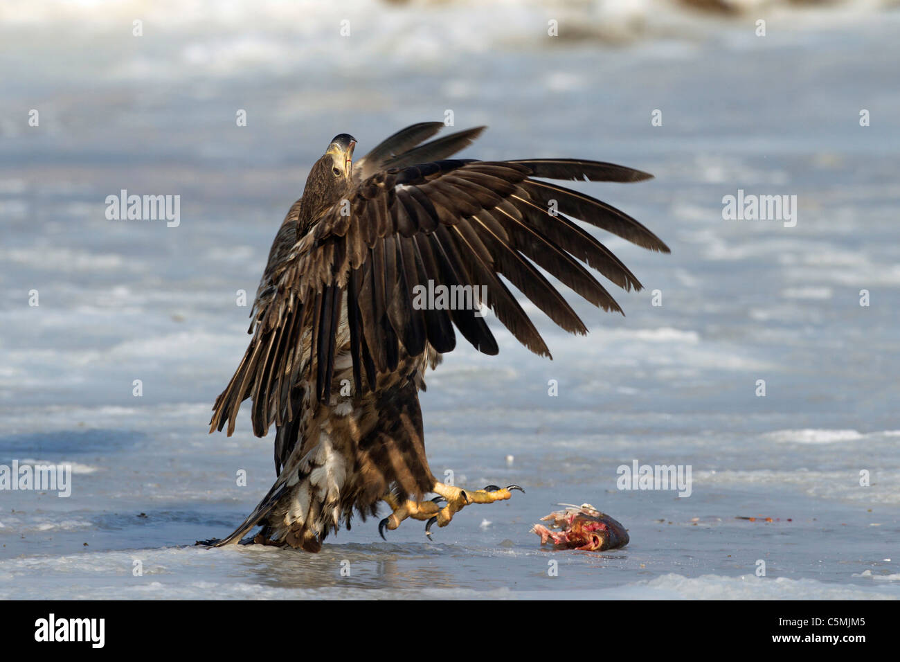 Seeadler (Haliaeetus Horste). Jugendliche stehen auf dem Eis ein Fisch von Konkurrenten zu verteidigen. Stockfoto