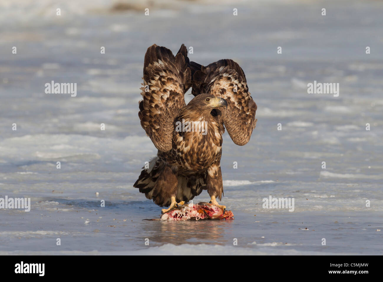 Seeadler (Haliaeetus Horste). Jugendliche stehen auf Eis mit einem Fisch in seinen Krallen. Stockfoto