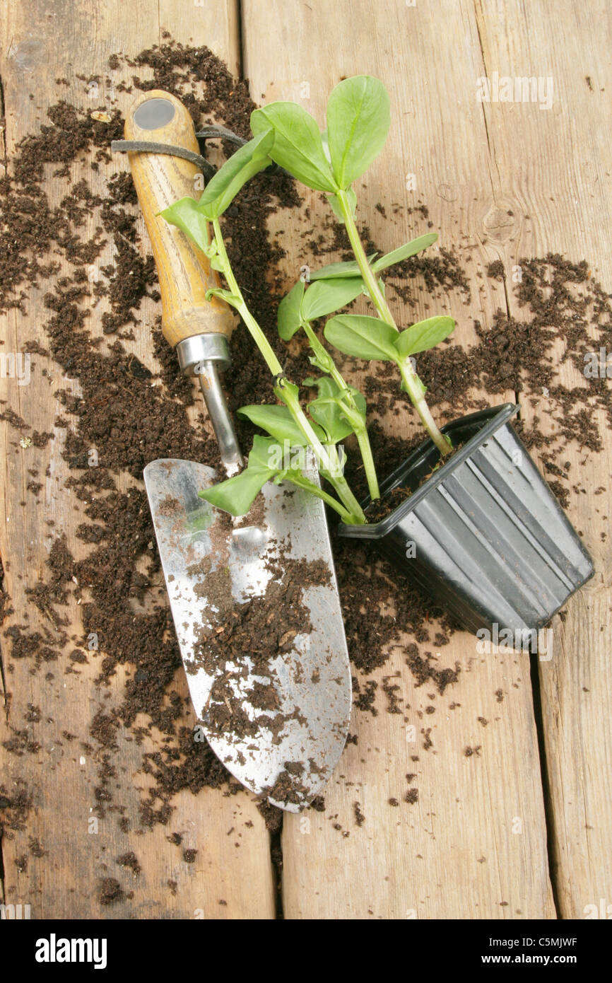 Pflanze Setzling Kelle und Boden auf eine Pottingbank Stockfoto
