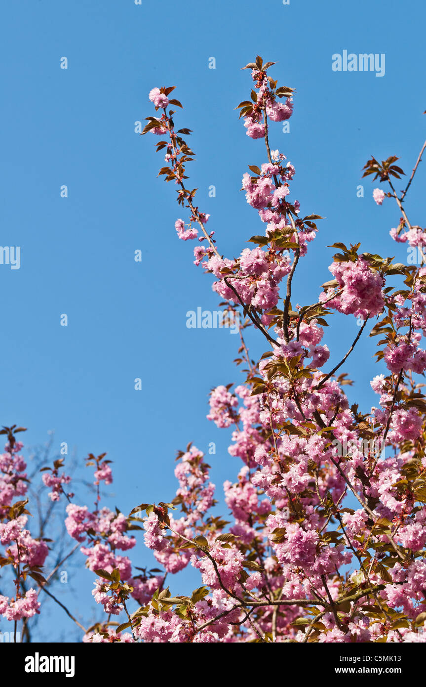 Japanische Kirsche, Prunus Serrulata, blühende Zweige | Japanischen Bluetenkirsche, Prunus Serrulata, Bluehende Aeste Stockfoto