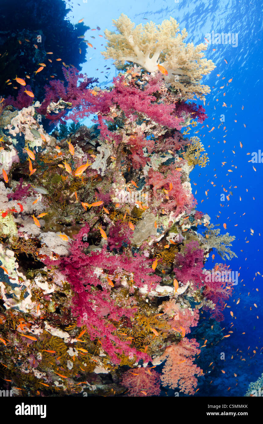 Typischen roten Meer Korallenriff, Straße von Tiran, Rotes Meer, Ägypten Stockfoto