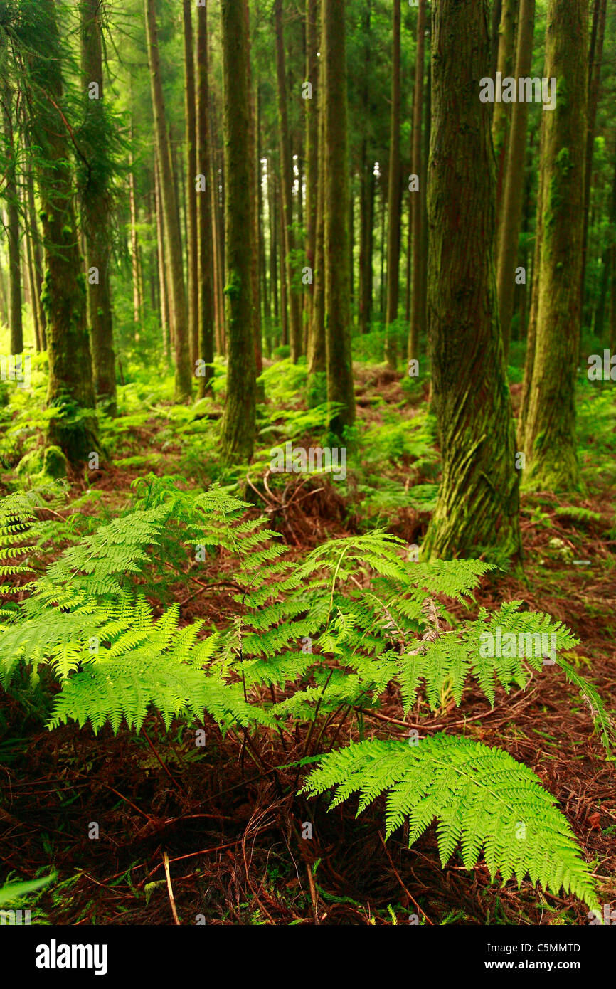 Farne im Wald in Azoren, Portugal. Stockfoto