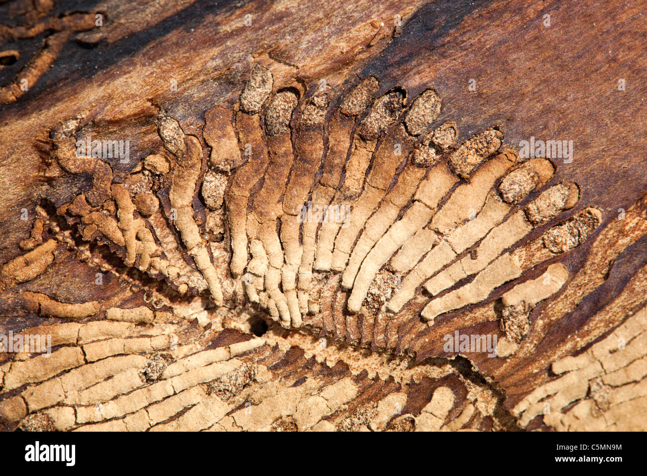 Asche Borkenkäfer; Leperisinus Varius; Muster aus Esche Stockfoto