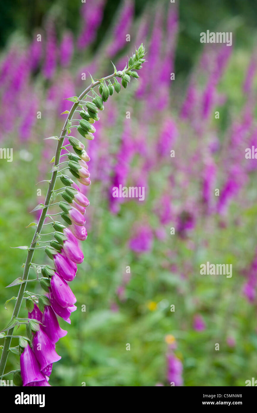 Fingerhut; Digitalis Purpurea; Cornwall Stockfoto