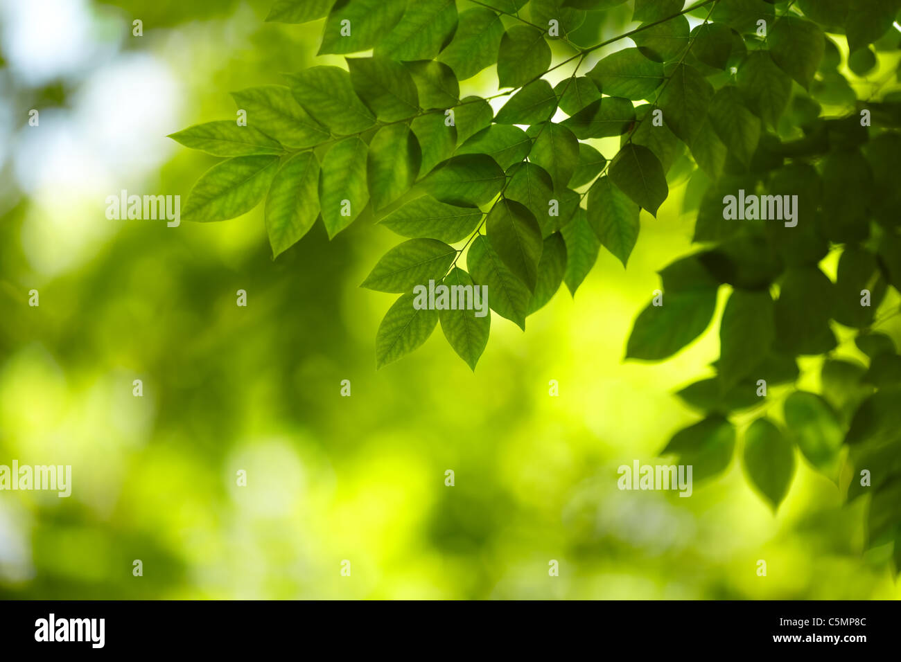 Laub Stockfoto